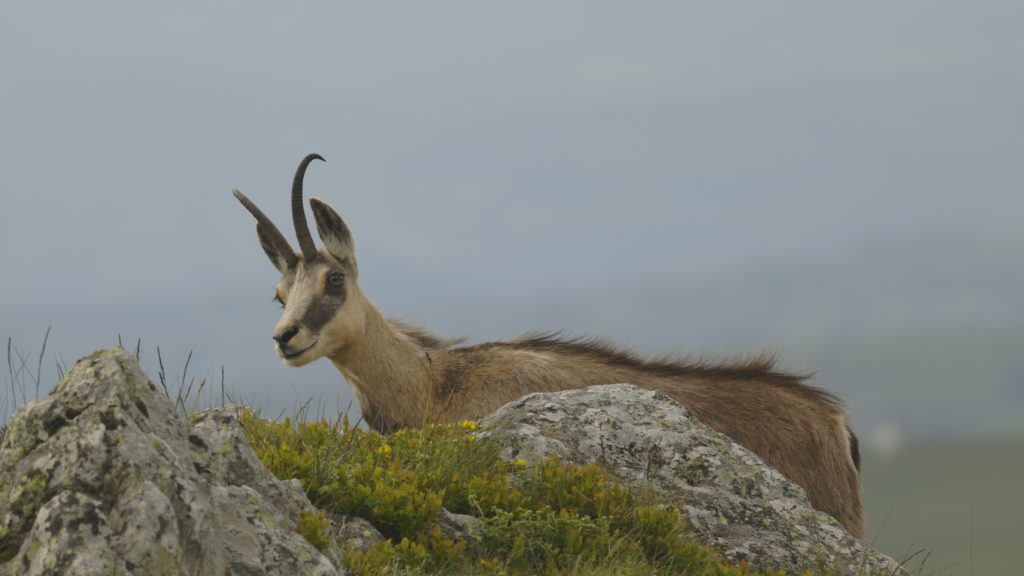 Chamois Cantal