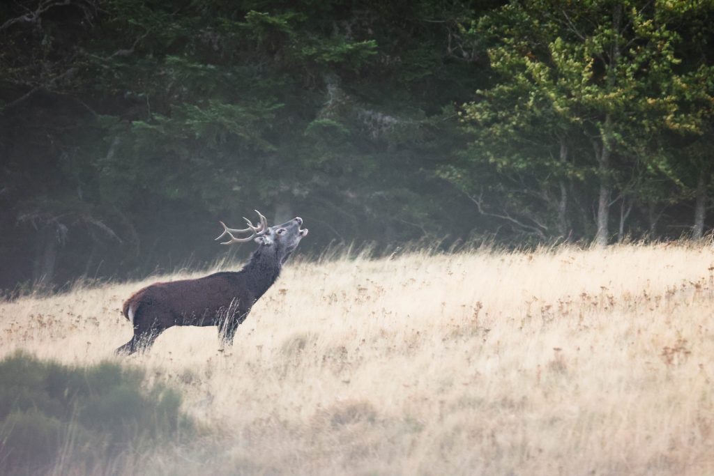 Brame du cerf Cantal